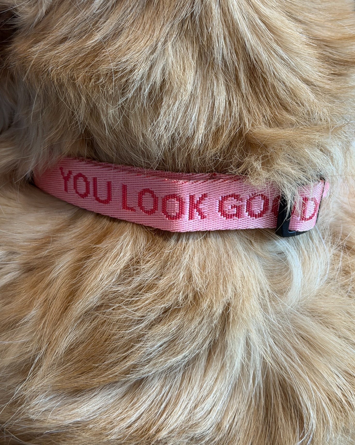 You Look Good Collar