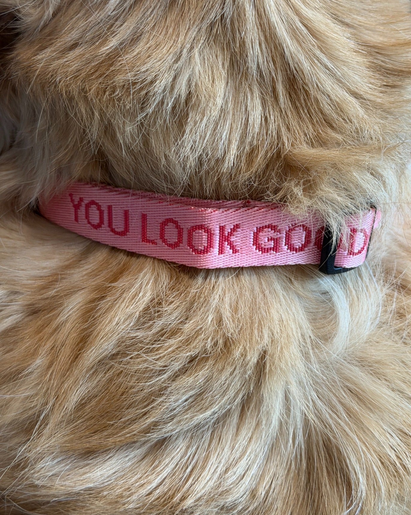 You Look Good Pet Set