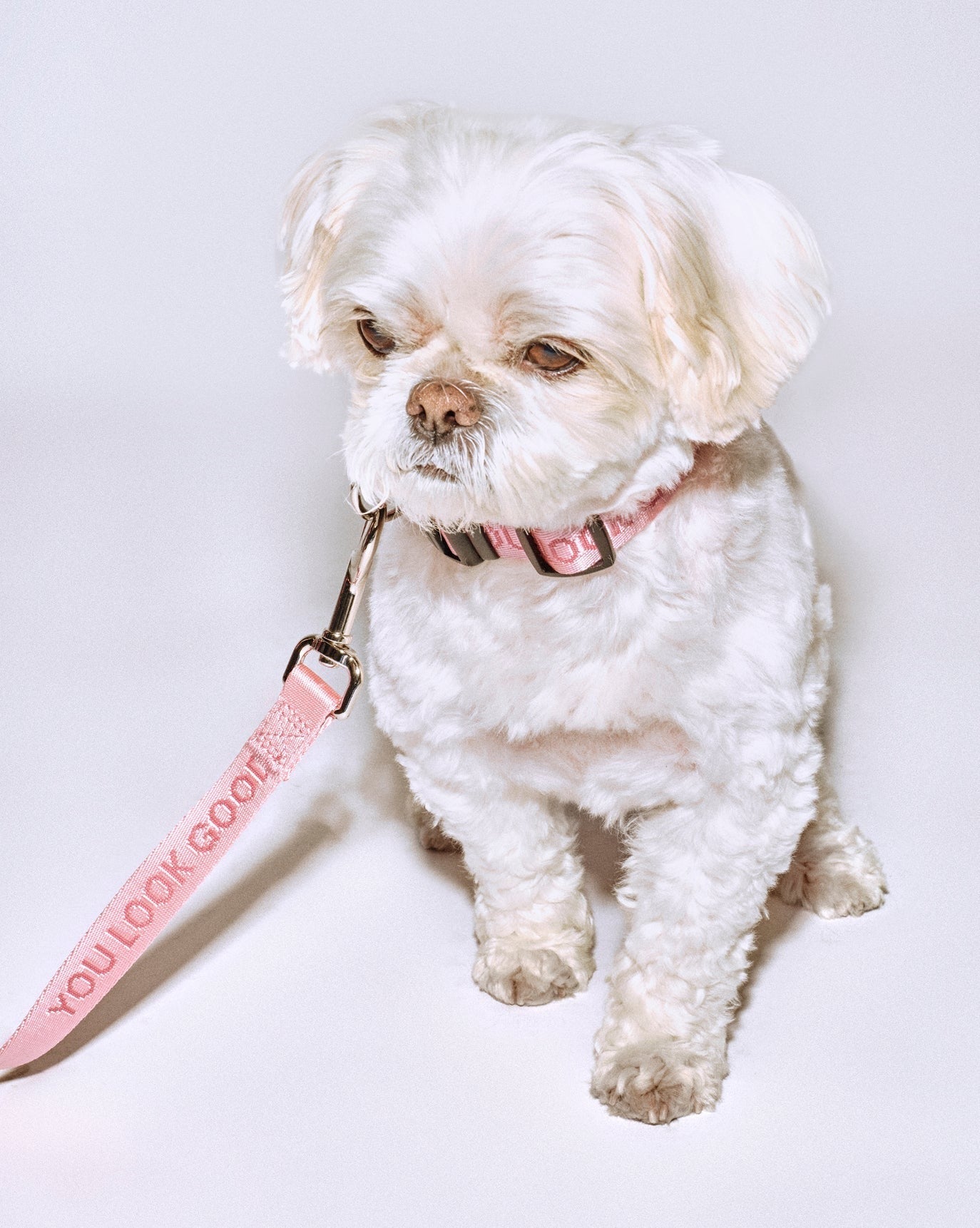You Look Good Leash