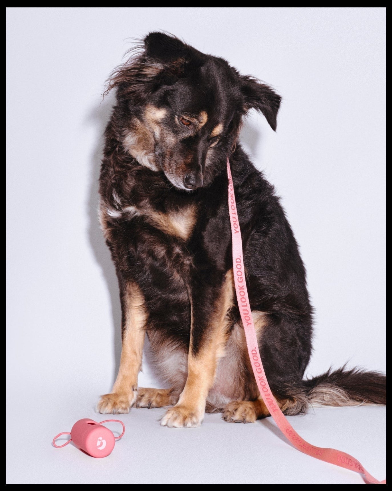 Pet Waste Bag Dispenser