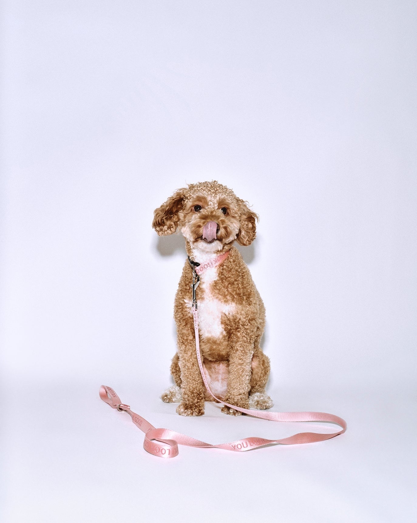 You Look Good Leash