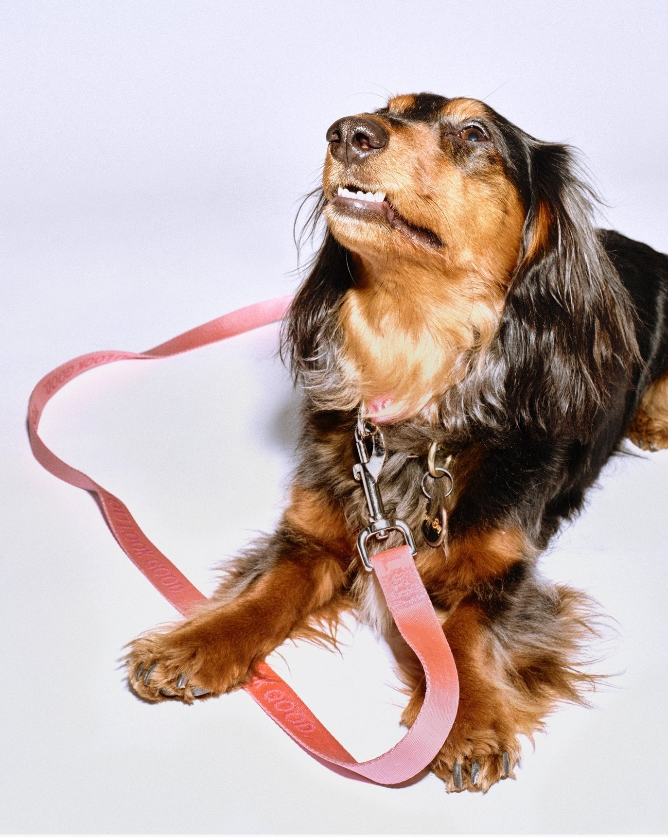 You Look Good Leash